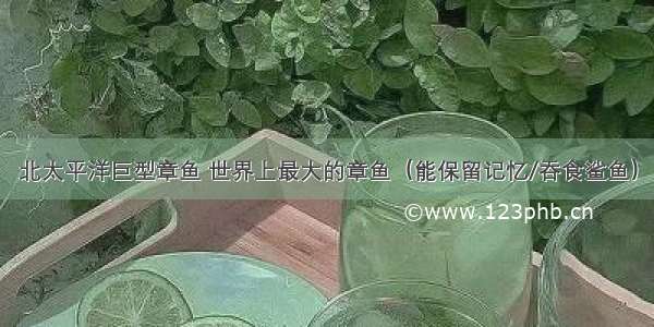 北太平洋巨型章鱼 世界上最大的章鱼（能保留记忆/吞食鲨鱼）