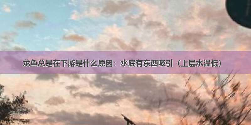 龙鱼总是在下游是什么原因：水底有东西吸引（上层水温低）